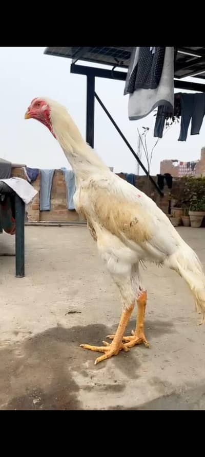 aseel pure shamoo 3. month. . . 0 3 2 1 4 9 8 9 7 2 6