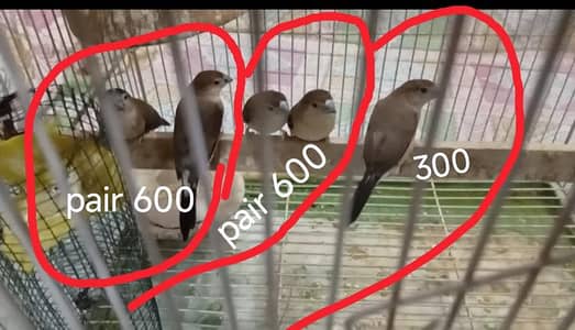 Love Bird and Budgies pair  1. Breed ki hai  1000