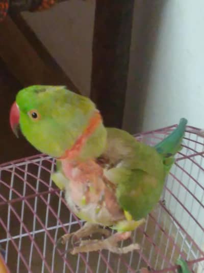 GREEN RINGNECK TALKING MALE