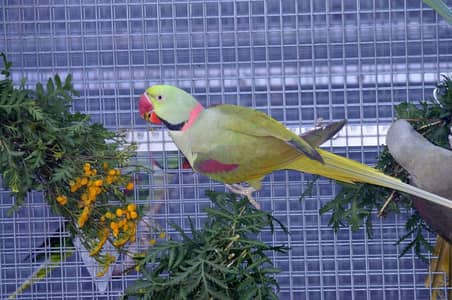 parrot male sale