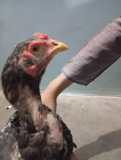 young two aseel chickens in  just 3.5k