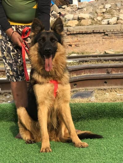 German Shepherd long coated male 7 month for sale