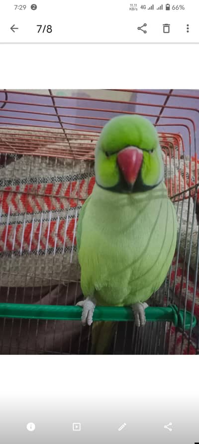 Ring Neck Parrot Cat ki awaz duck ki cawa ki awaz tofi d roti d wagera