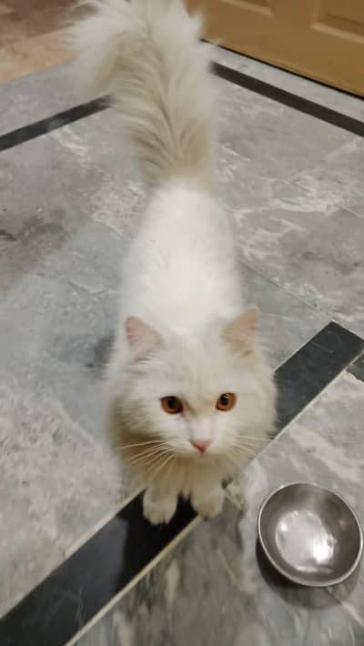 Persian cat voice train my WhatsApp number 0325-74-52-678