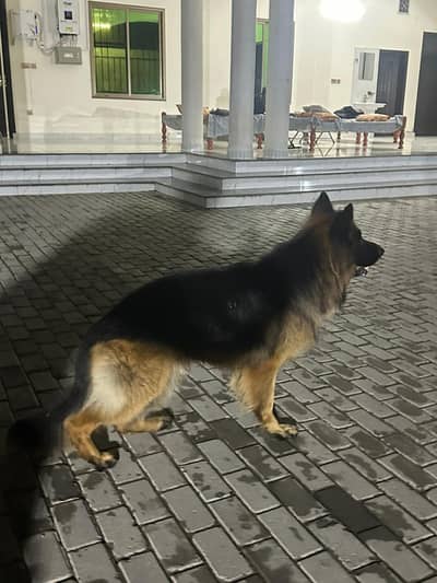 gsd for sale