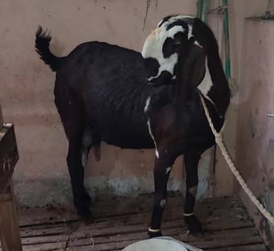 Goat for sale
