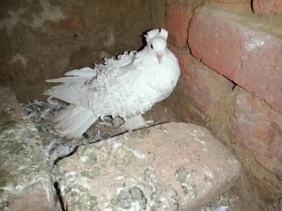 03241072723 WhatsApp number