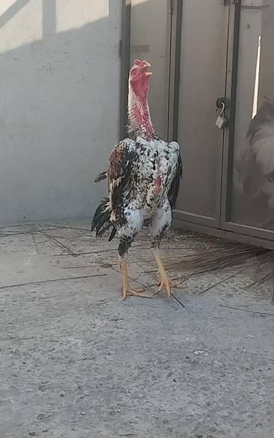 O Shamoo ASEEL For Sale