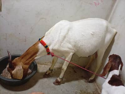 4. Dant Bakri with Nasli male kid