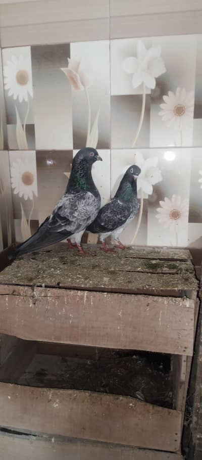 Missa jaldar male or dub Vali female