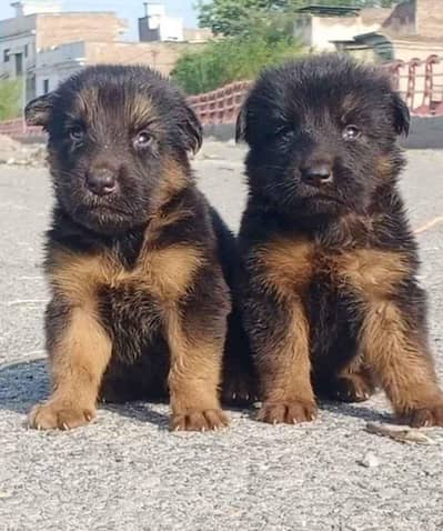 German shepherd pair for sale