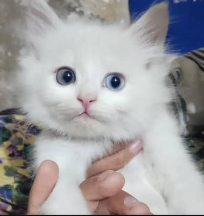 odd eyes white cat