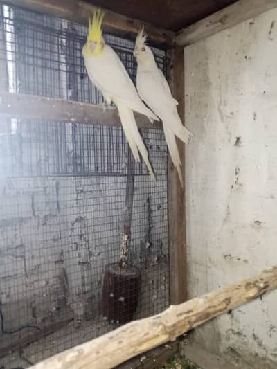 common male  eno red i female full lanthy active niel tail flling ok