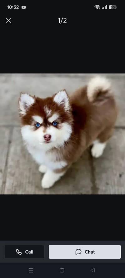 Siberian husky puppy