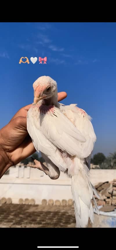 Blue eyes heera chicks pair and eagle face female