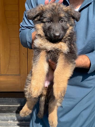 gsdcp padigree long coatGerman shepherd