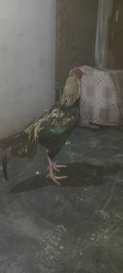 sindhi jawa murgha 03174066440