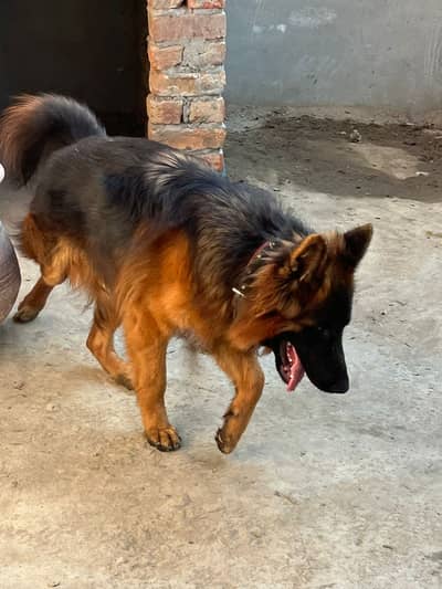 German shephered triple coat