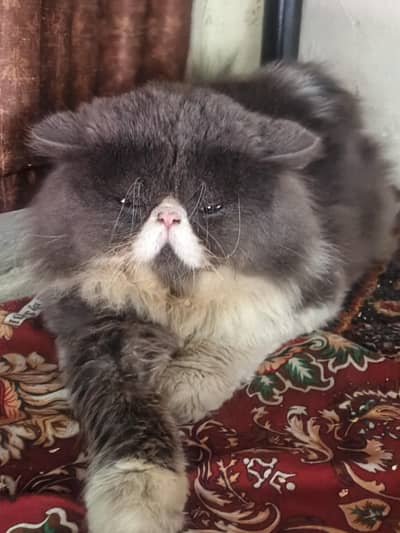 Only for stud not for sale Good health and active boy