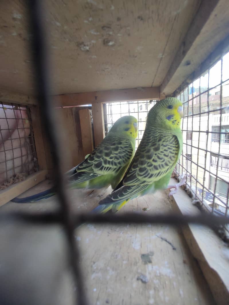 Budgies Undersize 1