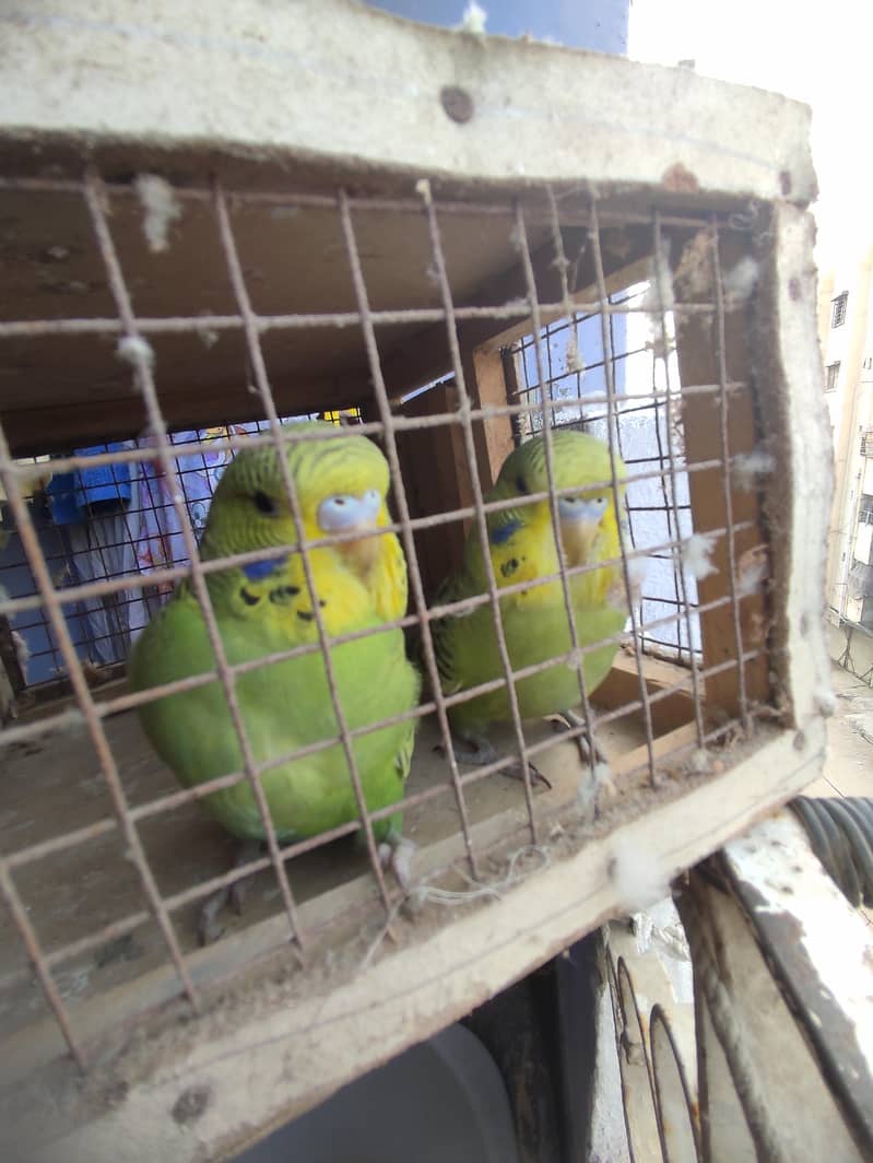 Budgies Undersize 2