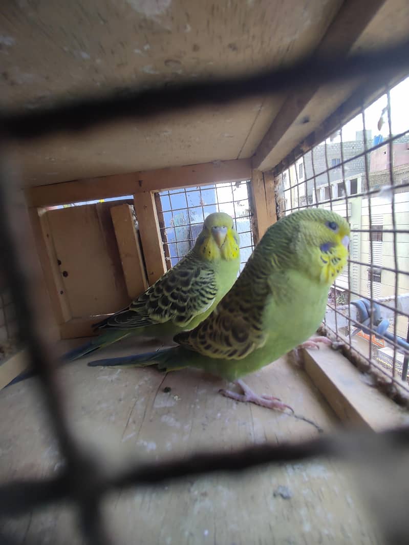 Budgies Undersize 3