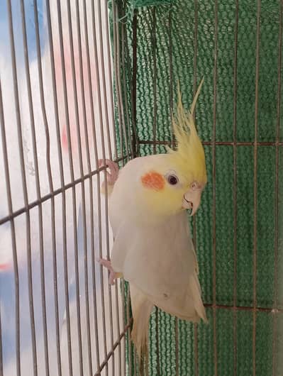 cream cocktail ready to breed pair for sale