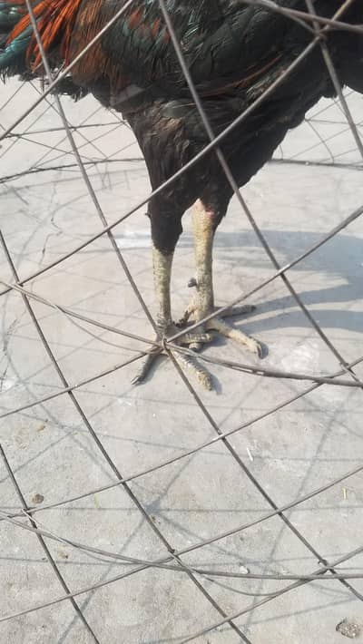 pure burmi pakoya patha