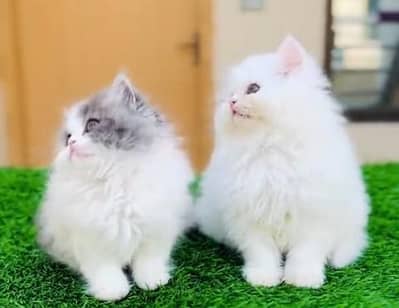 Quality Persian Punch Face Cats & Kittens 03094016734 WhatsApp