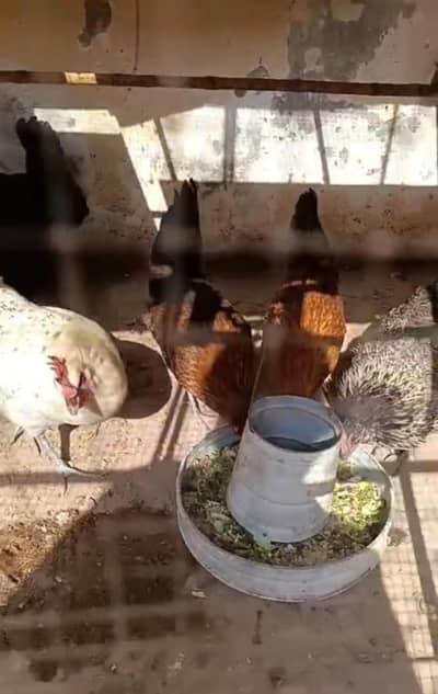 lohman and golden misri  k eggs