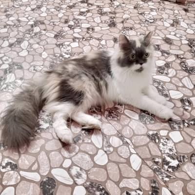 Persian Cat Punch Person for sale