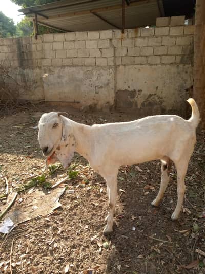 betal bakri Or bakra for sale