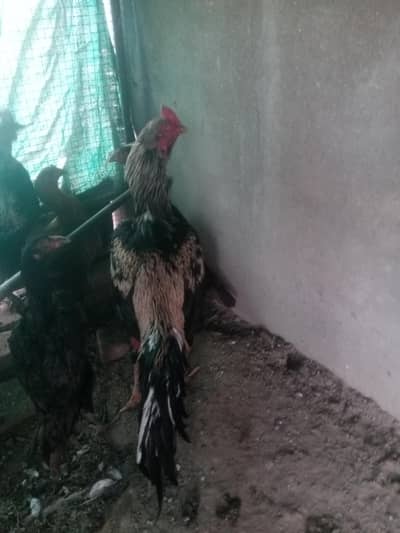 Aseel Murgh For Sale | 24 Month Age