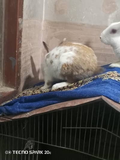 male rabit healthy and active