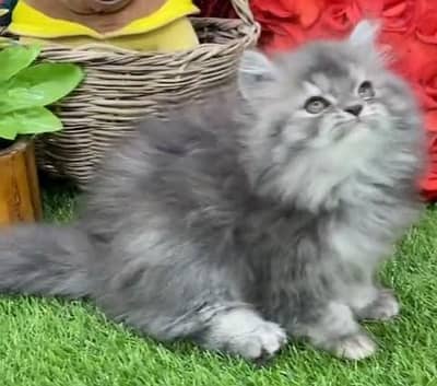 Quality Persian Punch Face Cats & Kittens 03094016734 WhatsApp