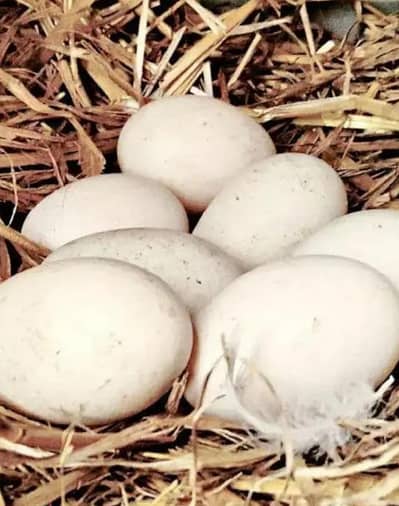 Desi ducks ,eggs avducks breeders , fertile eggs hy sab