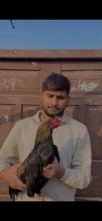 Aseel mianwali murga 03490163612