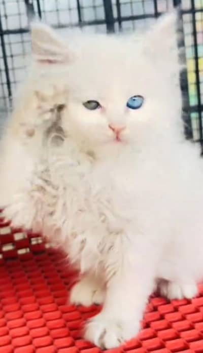 Quality Persian Punch Face Cats & Kittens 03094016734 WhatsApp