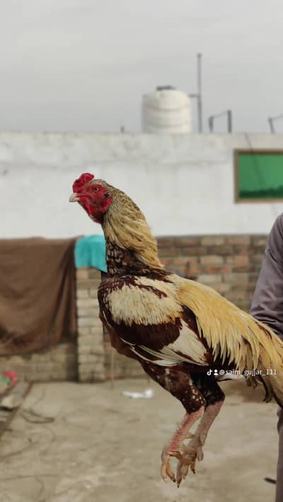 High quality Assel for sale