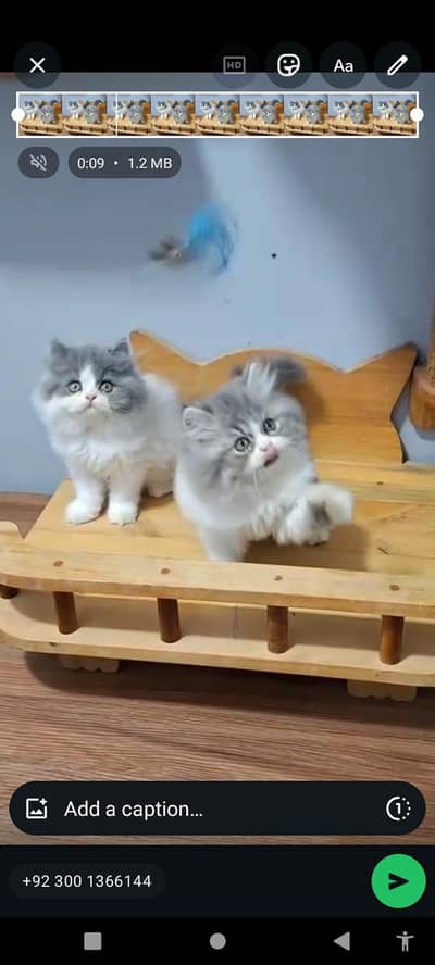 Quality Persian Punch Face Cats & Kittens 03094016734 WhatsApp