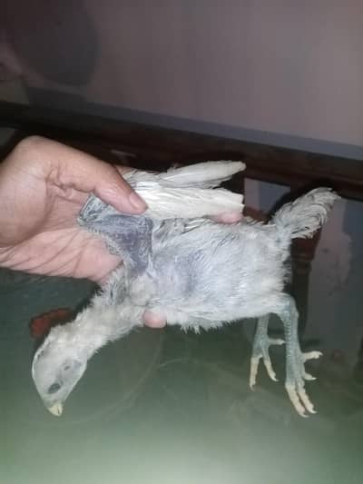 ice blue dragon chicks