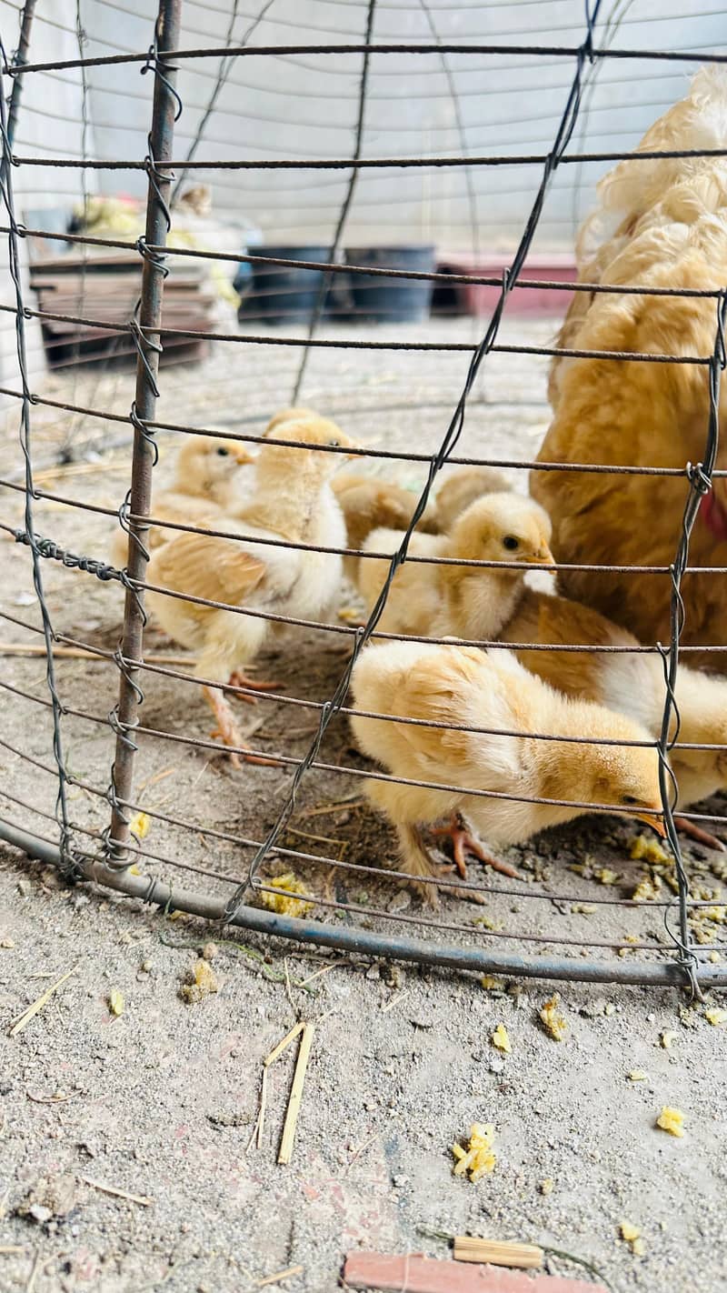 پولٹری lovers کے لیے بہترین موقع! چوزے + مادہ مرغیاں – فوری فروخت 1