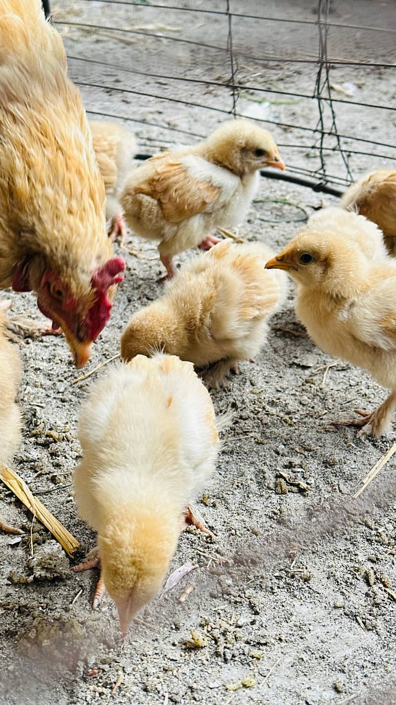 پولٹری lovers کے لیے بہترین موقع! چوزے + مادہ مرغیاں – فوری فروخت 4