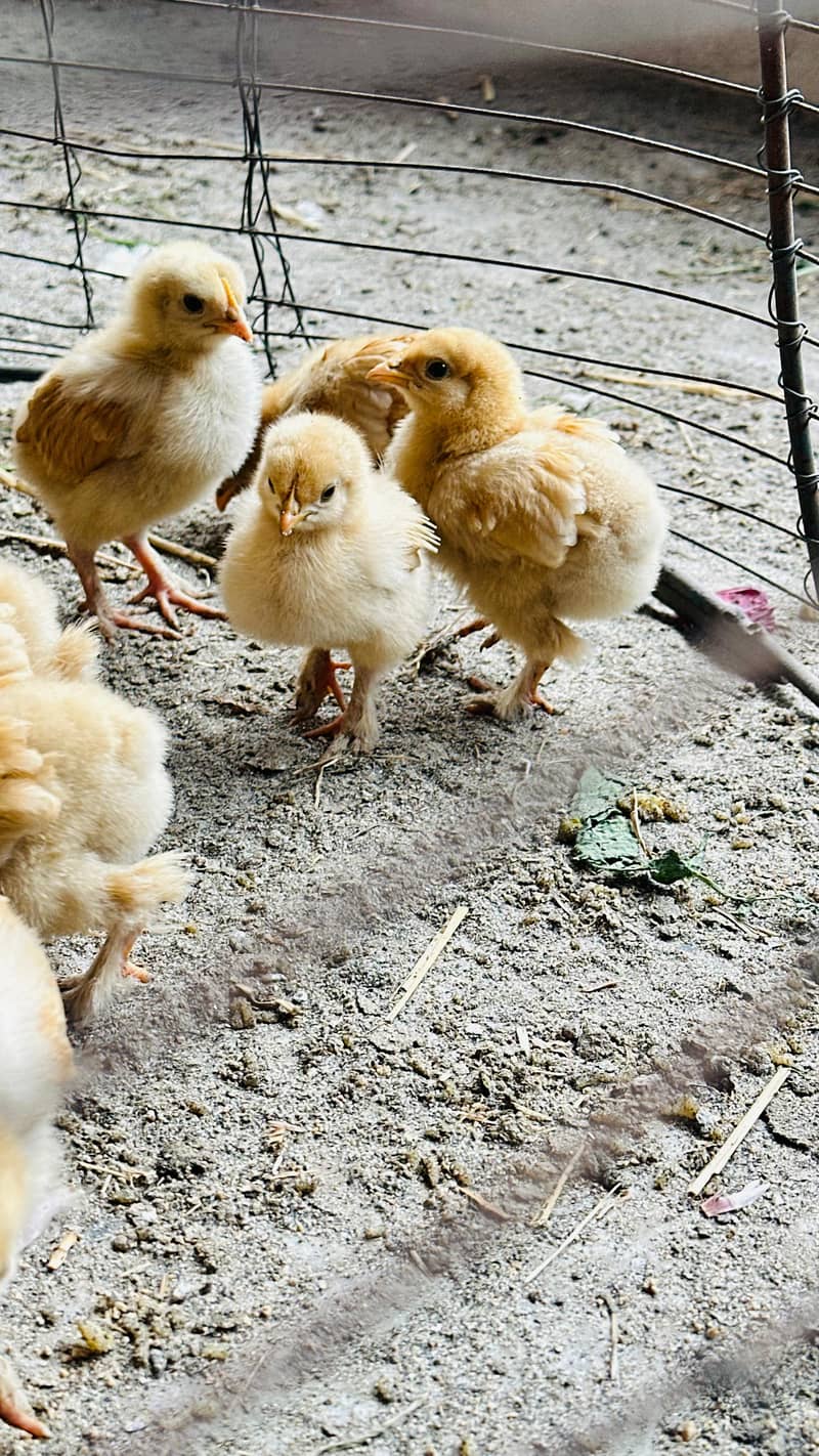 پولٹری lovers کے لیے بہترین موقع! چوزے + مادہ مرغیاں – فوری فروخت 5