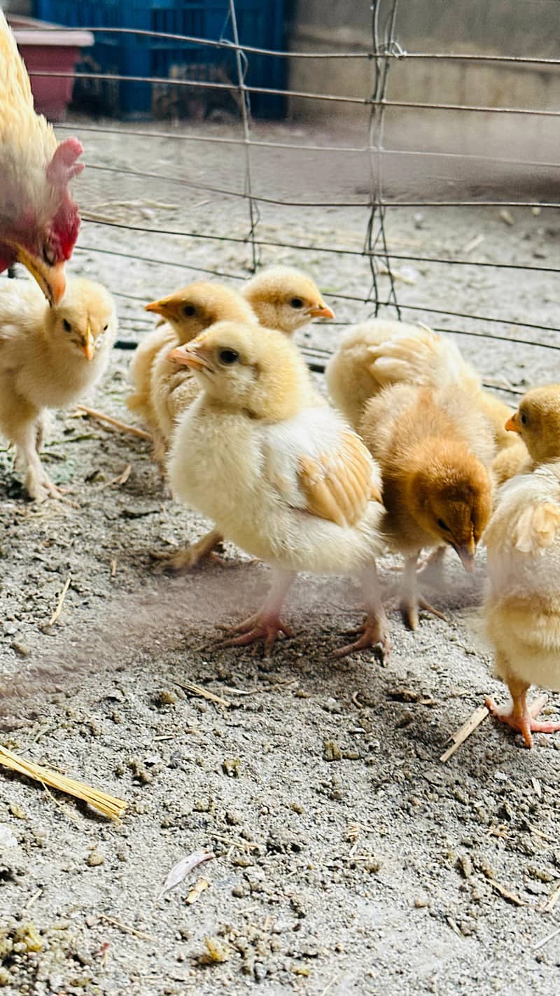 پولٹری lovers کے لیے بہترین موقع! چوزے + مادہ مرغیاں – فوری فروخت 6