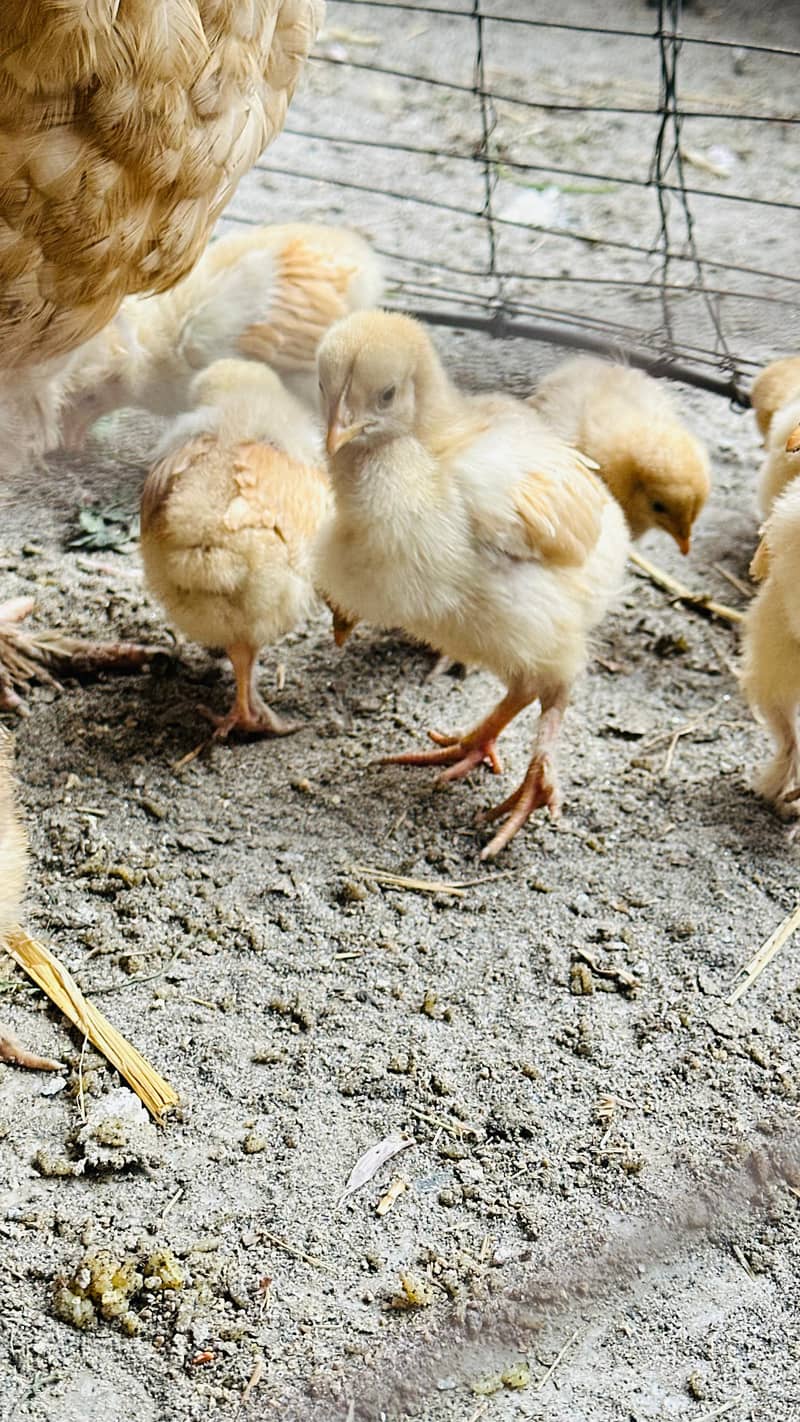 پولٹری lovers کے لیے بہترین موقع! چوزے + مادہ مرغیاں – فوری فروخت 7