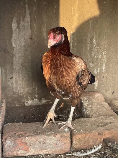 Pure mianwali hen