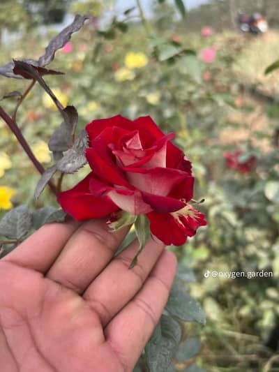 Rose flower plant