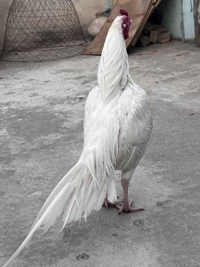 Pure Miawali Hera Aseel male