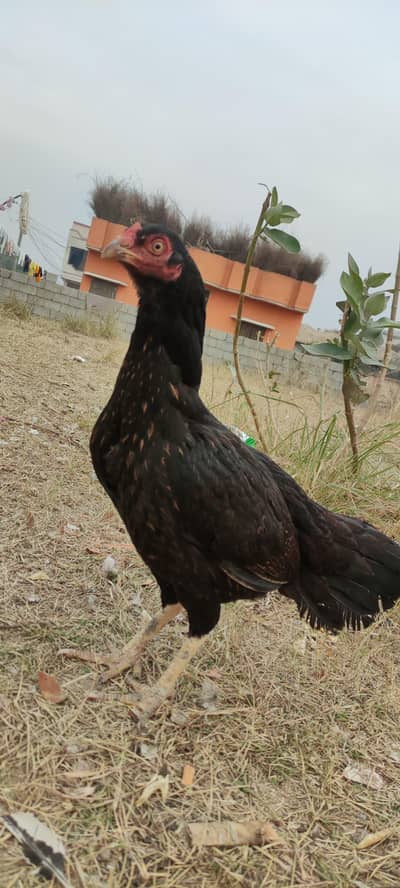 pure lasani female or male the female ek Mel 03105286812